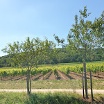 Photo n°2 de l'avis de nabil.e fait le 24/07/2020 à 19:39 sur le  Casa Giuliana à Bobenheim am Berg