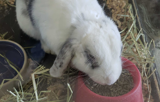 Pet Supply Store «Mellisa’s PET DEPOT», reviews and photos, 83 Faunce Corner Mall Rd, Dartmouth, MA 02747, USA