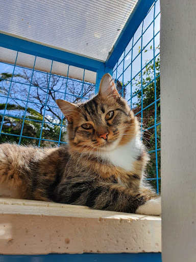 Guardería para gatos Buenos Aires