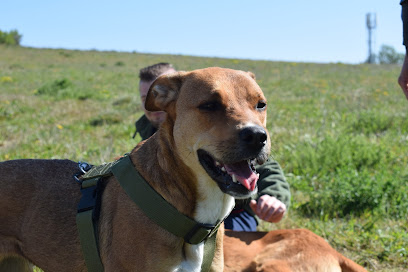 Colloque sur la médiation canine