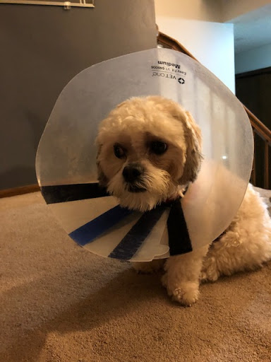 Pet Supply Store «PetSmart», reviews and photos, 4190 Vinewood Ln N, Plymouth, MN 55442, USA