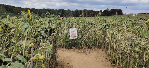 Tourist Attraction «Sunflower Maze», reviews and photos, South St, Middlefield, CT 06455, USA