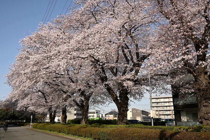日野市役所桜並木