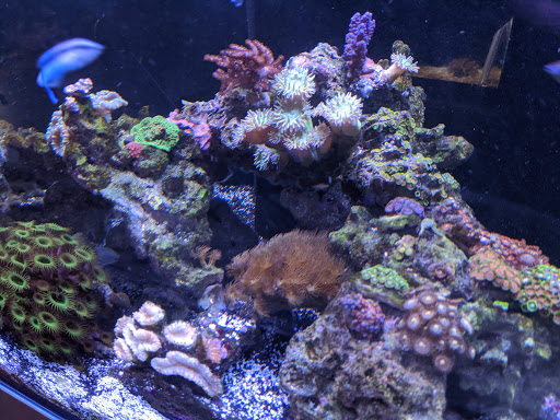 Pet Store «Fish Aquariums & Stuff», reviews and photos, 6112 W Fairview Ave, Boise, ID 83704, USA