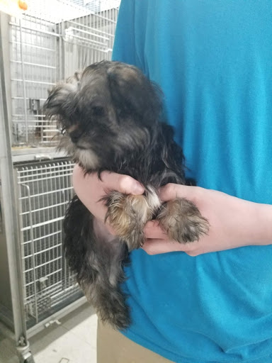 Pet Store «Southside Pet Shop», reviews and photos, 7031 Southside Dr, Louisville, KY 40214, USA