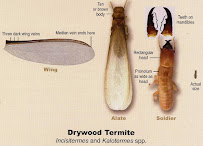 Termite Patrol - Pest and Termite Exterminators - Photo 8 - Car repair in , Riverside