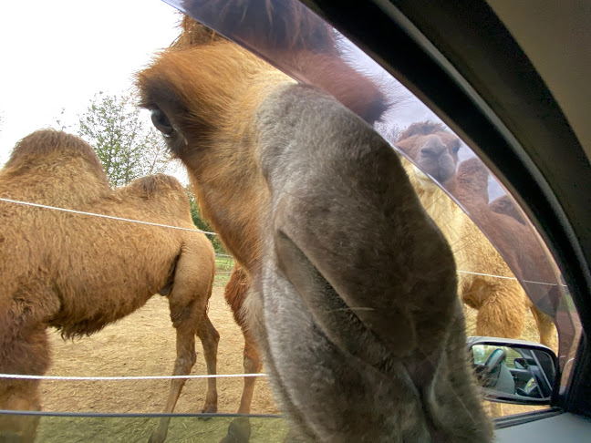 Safari Park Richter - Webhelytervező