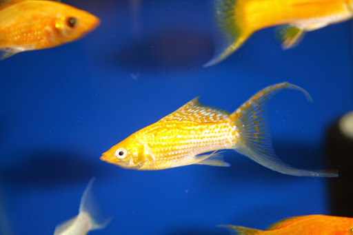 Tropical Fish Store «Aquatic Treasures/Bruces Pond Shop», reviews and photos, 20708 Gudith Rd, Brownstown Charter Twp, MI 48183, USA