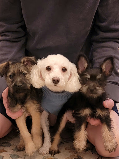 Pet Store «Animal House», reviews and photos, 7869 Hamilton Ave, Cincinnati, OH 45231, USA