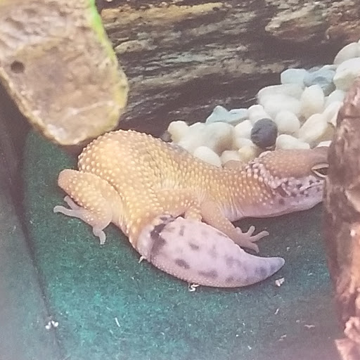 Pet Supply Store «PetSmart», reviews and photos, 625 Baltimore Blvd, Westminster, MD 21157, USA