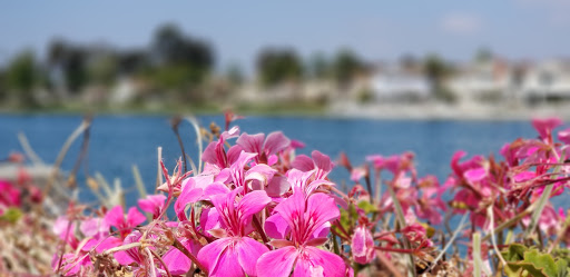 Park «Mike Ward Community Park Woodbridge», reviews and photos, 20 Lake Rd, Irvine, CA 92604, USA