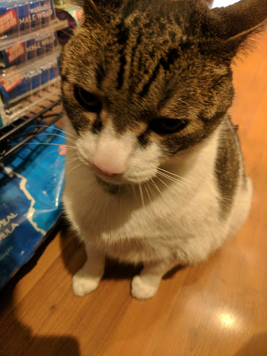 Pet Supply Store «BONeJOUR Pet Supply and Dog Wash», reviews and photos, 53 N 3rd St, Philadelphia, PA 19106, USA