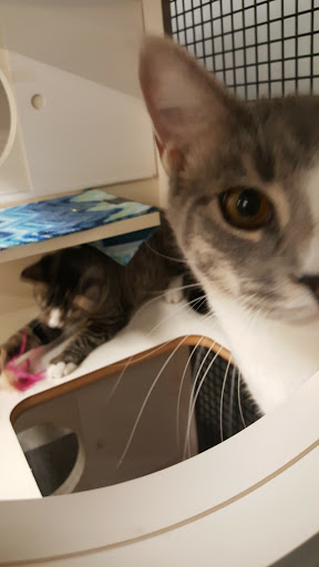 Pet Supply Store «Petco Animal Supplies», reviews and photos, 1014 Shoppes At Midway Dr, Knightdale, NC 27545, USA