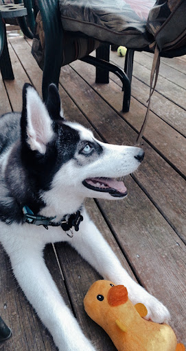 Pet Store «The Pet Zone», reviews and photos, 2001 South Rd, Poughkeepsie, NY 12601, USA