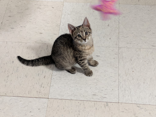 Pet Supply Store «Petco Animal Supplies», reviews and photos, 2920 Easton Ave, Bethlehem, PA 18017, USA