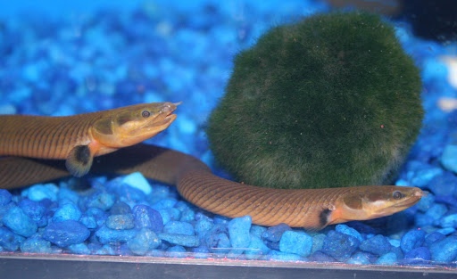 Tropical Fish Store «Aquatic Treasures/Bruces Pond Shop», reviews and photos, 20708 Gudith Rd, Brownstown Charter Twp, MI 48183, USA