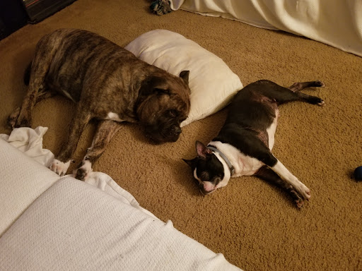 Pet Groomer «Dog Gone Cute Grooming & Bowtique», reviews and photos, 446 Racetrack Rd NW Unit F, Fort Walton Beach, FL 32547, USA