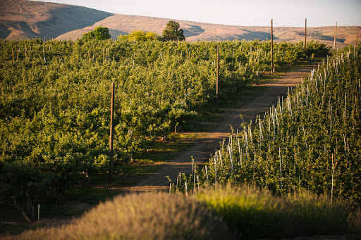 Event Venue «Gilbert Cellars Winery at The Hackett Ranch», reviews and photos, 2620 Draper Rd, Yakima, WA 98903, USA