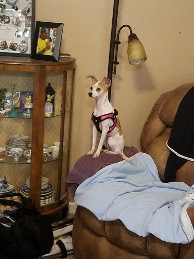 Pet Supply Store «Petco Animal Supplies», reviews and photos, 226 Thornton Drive, Dickson, TN 37055, USA