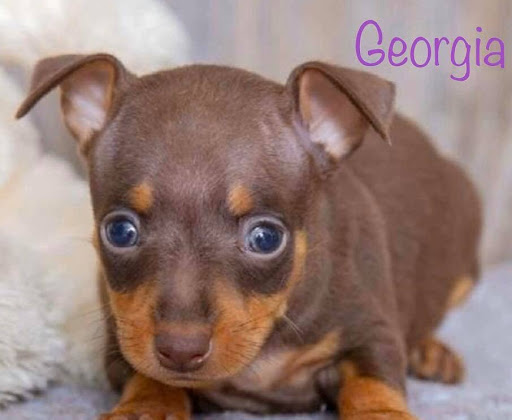 Pet Store «Pet Express», reviews and photos, 100 Independence Way, Danvers, MA 01923, USA