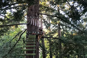 Sequoia Vertigo image