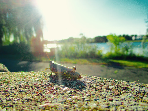 Park «Spring Lake Park», reviews and photos, 396 Springlake Ln, Aurora, IL 60504, USA