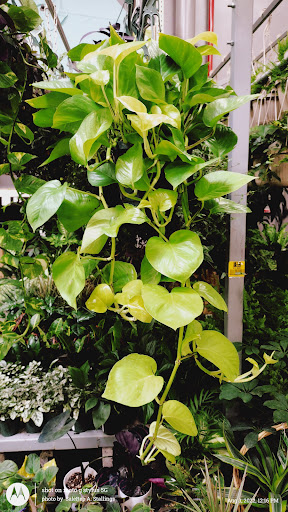 Home Improvement Store «The Home Depot», reviews and photos, 601 Woollomes Ave, Delano, CA 93215, USA