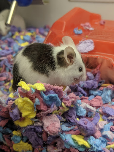 Pet Supply Store «Petco Animal Supplies», reviews and photos, 4345 U.S. 9, Freehold, NJ 07728, USA