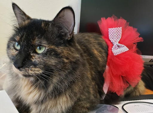 Pet Store «Paws & Fins Pet Shop», reviews and photos, 360 Tormey Ln NE, Bainbridge Island, WA 98110, USA