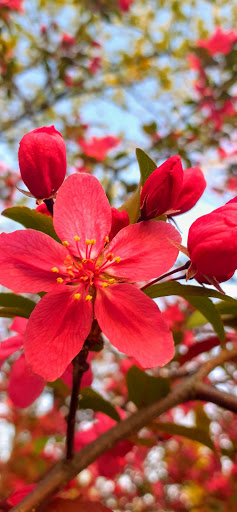 Park «Stringtown Park», reviews and photos, 7340 Burlington Pike, Florence, KY 41042, USA