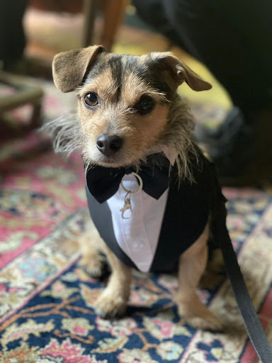 Pensioni per cani e dog hotel a Quattro Zampe