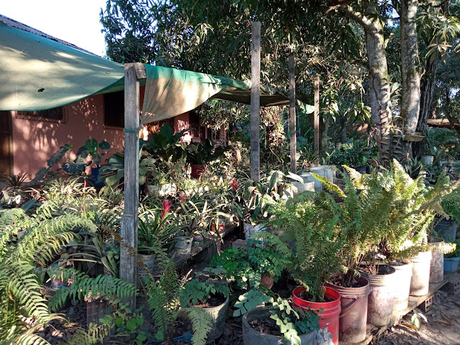 Vivero LAS - Calleria