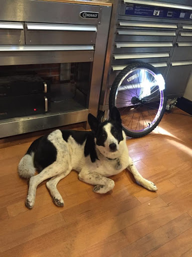 Bicycle Store «Twisted Cog Bike Shop», reviews and photos, 167 Bridge St A, Phoenixville, PA 19460, USA