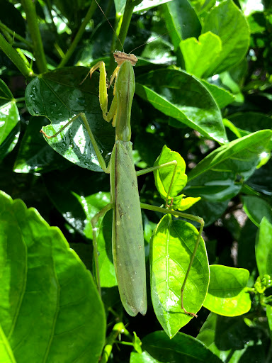 Auto Repair Shop «American Pride Automotive (Williamsburg)», reviews and photos, 5406 Airport Rd, Williamsburg, VA 23188, USA