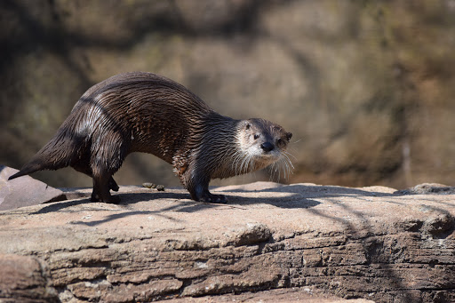 Zoo «John Ball Zoo», reviews and photos, 1300 West Fulton Street, Grand Rapids, MI 49504, USA