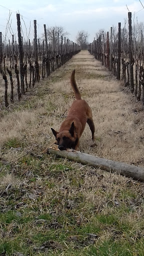 Pensioni per cani e dog hotel a Pensione per Cani Hobby Dog - Allevamento dei Rebicesca di Merciai Gianni