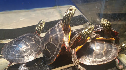 Pet Store «Fins and Skins», reviews and photos, 8451 49th St N, Pinellas Park, FL 33781, USA