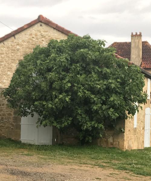 Mas du Figuier, Occitanie France - Sarlat & Rocamadour à Gourdon (Lot 46)
