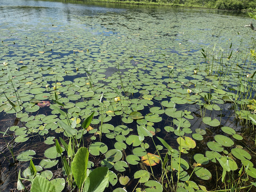 State Park «Watson Pond State Park», reviews and photos, 1644 Bay St, Taunton, MA 02780, USA