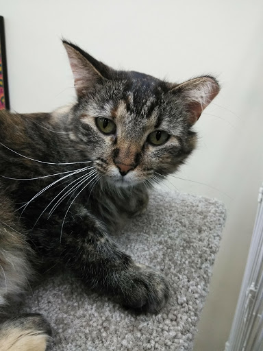 Pet Supply Store «Pet Supplies Plus», reviews and photos, 345 Willow Bend, Crystal, MN 55428, USA