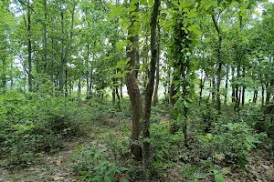 Gonpur Forest image