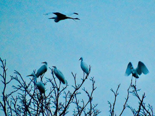 Nature Preserve «Woodbridge Ecological Reserve», reviews and photos, 7730 W Woodbridge Rd, Lodi, CA 95242, USA