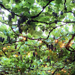 Photo n°1 de l'avis de Roberta.o fait le 27/07/2022 à 14:48 sur le  Antica Osteria del Pellicano à Bardi