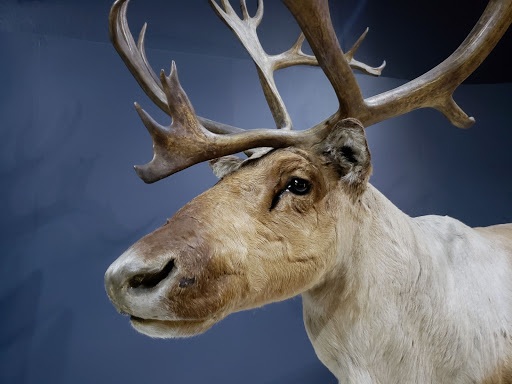 Art Museum «Carnegie Museum of Art», reviews and photos, 4400 Forbes Ave, Pittsburgh, PA 15213, USA