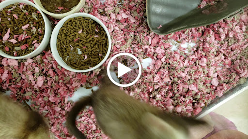 Pet Supply Store «Petco Animal Supplies», reviews and photos, 5975 20th St, Vero Beach, FL 32966, USA