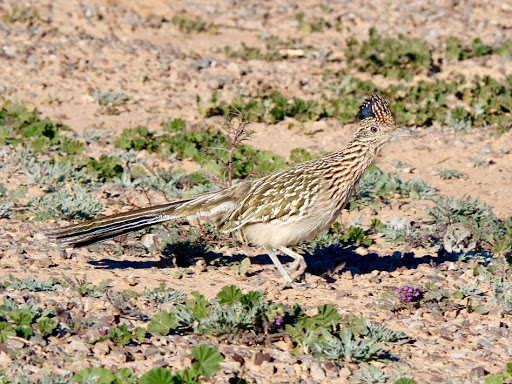 Park «Zanjero Park», reviews and photos, 3785 S Lindsay Rd, Gilbert, AZ 85297, USA