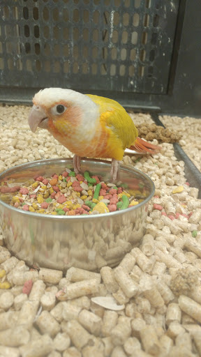 Pet Supply Store «PetSmart», reviews and photos, 8500 N Evanston Ave, Kansas City, MO 64157, USA