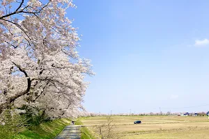 神通の千本桜 (※植樹当初名称) image