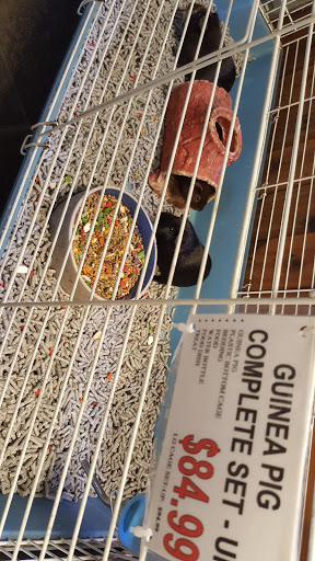 Pet Store «Critter Pet Shop», reviews and photos, 19309 Ecorse Rd, Allen Park, MI 48101, USA