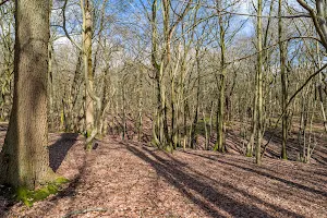 Bencroft Wood Nature Reserve image